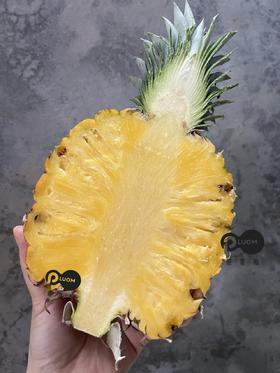 芒果凤梨 树上熟 滴汁成蜜 一口坠入美味梦乡