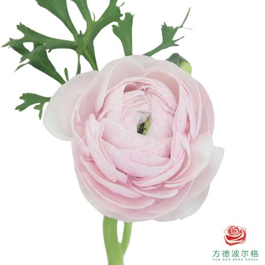 洋牡丹-超级-星空紫 5枝1扎 商品图1