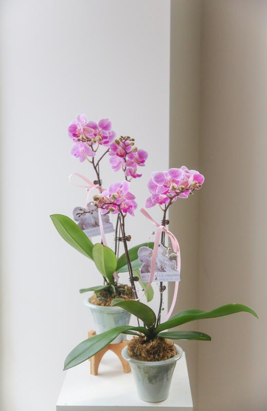 蝴蝶兰单株双箭盆栽 商品图6