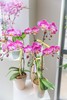 蝴蝶兰单株双箭盆栽 商品缩略图3