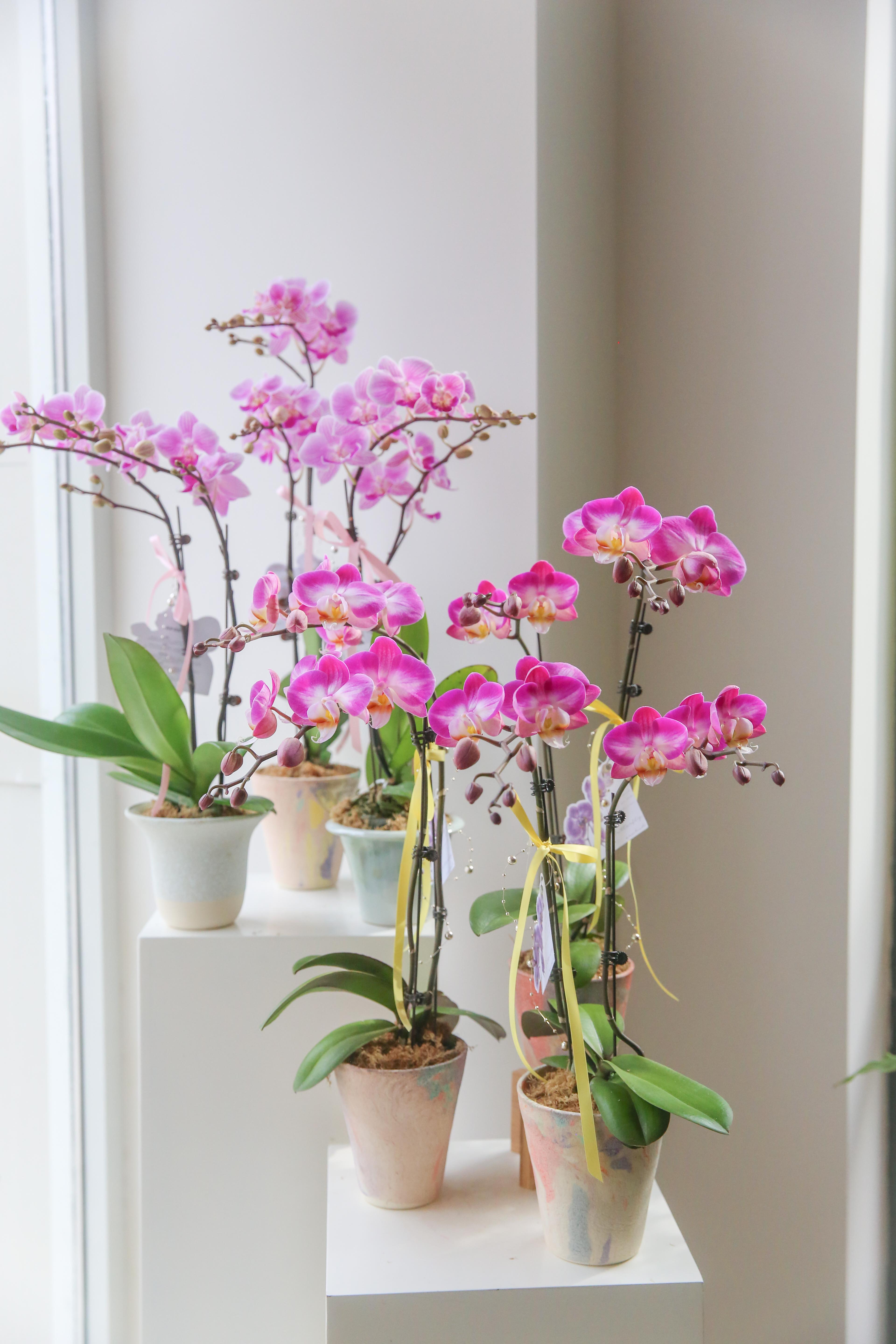 蝴蝶兰单株双箭盆栽