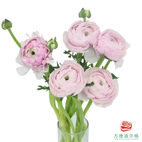 洋牡丹-超级-星空紫 5枝1扎