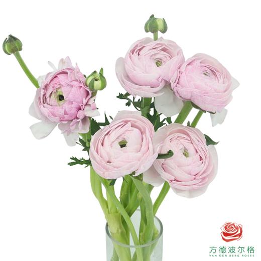 洋牡丹-超级-星空紫 5枝1扎 商品图0