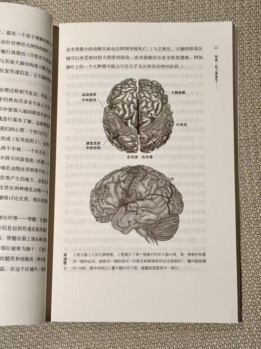 会讲故事的大脑［美］V.S.拉马钱德兰 商品图4
