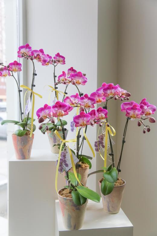 蝴蝶兰单株双箭盆栽 商品图7