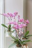 蝴蝶兰单株双箭盆栽 商品缩略图4