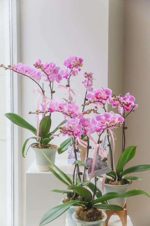 蝴蝶兰单株双箭盆栽 商品图4