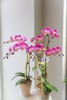 蝴蝶兰单株双箭盆栽 商品缩略图9