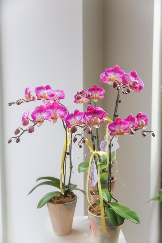 蝴蝶兰单株双箭盆栽 商品图9