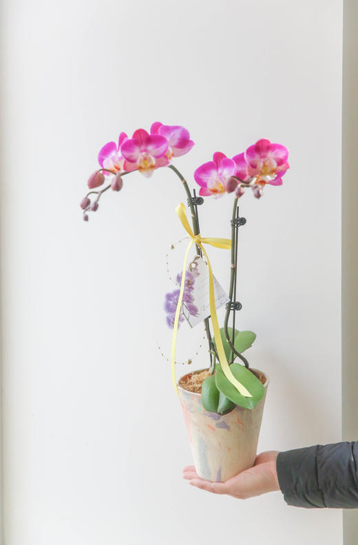 蝴蝶兰单株双箭盆栽 商品图11