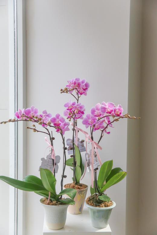 蝴蝶兰单株双箭盆栽 商品图8