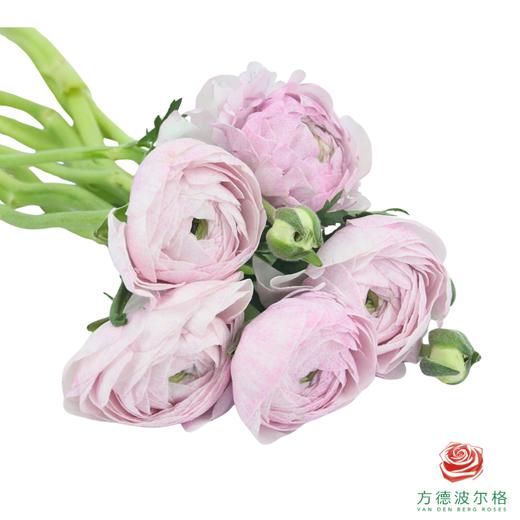 洋牡丹-超级-星空紫 5枝1扎 商品图2