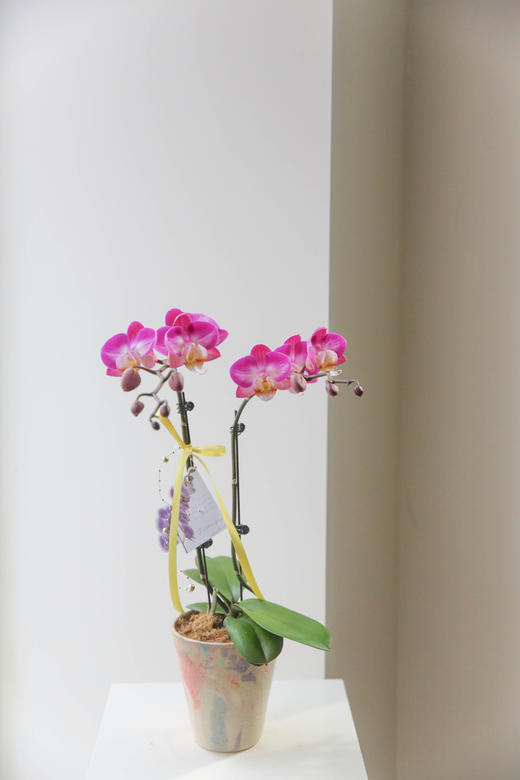 蝴蝶兰单株双箭盆栽 商品图2