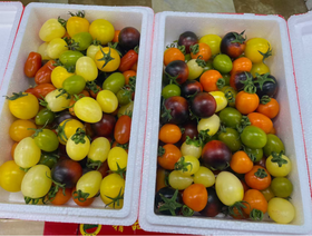 缤纷小柿子一箱