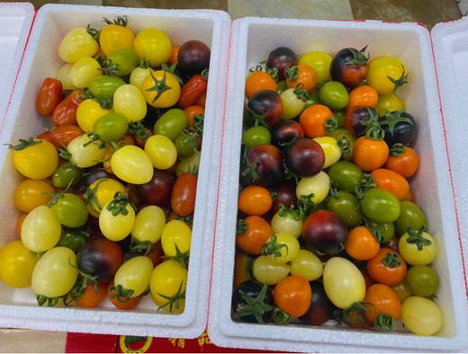 缤纷小柿子一箱 商品图0