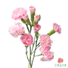 多头康乃馨-粉鸽子 10枝一扎 商品缩略图0