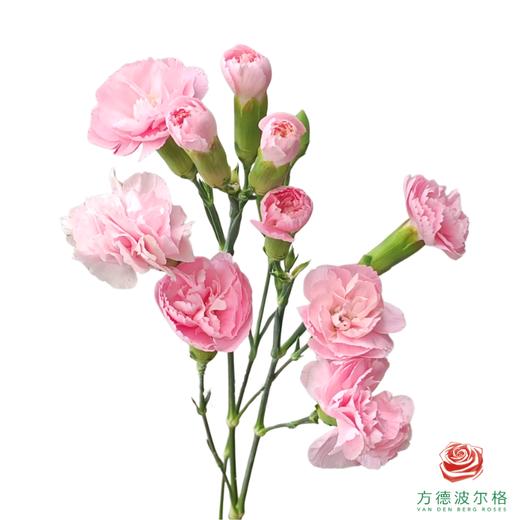 多头康乃馨-粉鸽子 10枝一扎 商品图0
