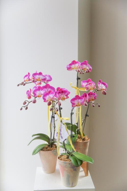 蝴蝶兰单株双箭盆栽 商品图5