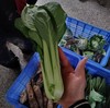 生态小青菜 | 绿家自产*Ecological-Pakchoi | In-House Production 商品缩略图0