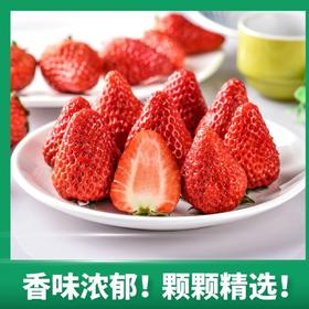 上海青浦奶油草莓超大果礼盒装（250g/盒*4 单果30+）