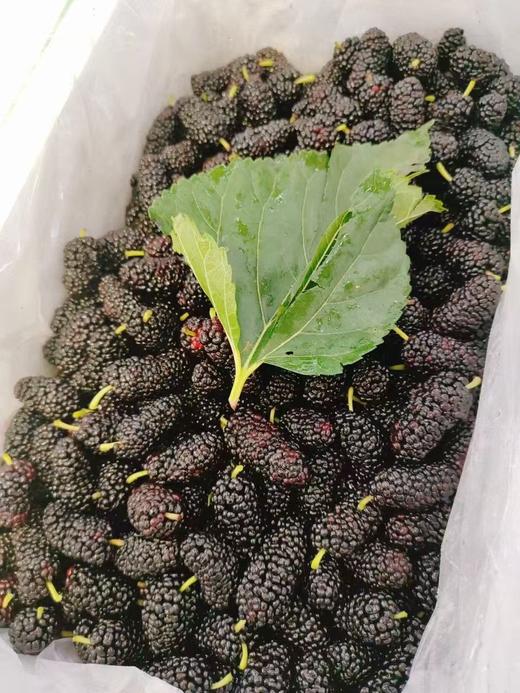 桑粒一斤 商品图0