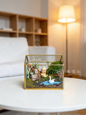 苔藓微景观（大）