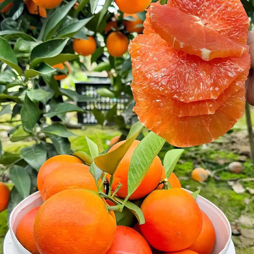 湖北中华红橙10斤精品大果彩箱 75mm+ （17-24个）（商） 商品图0