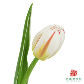 【单瓣郁金香】 幸福一代10枝一扎