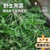 野生越冬荠菜 | 樱桃林下现采现发 |食春芽 2斤装 顺丰快递 商品缩略图0