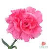 单头康乃馨-芙蓉奥拉 10枝1扎 商品缩略图0