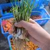 生态薤白（野葱/小根蒜） | 绿家自产*Ecological Longstamen Onion Bulb | In-House Production 商品缩略图2