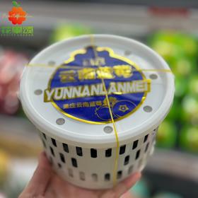 【护眼神器】云南蓝莓桶装 18mm 400g/桶