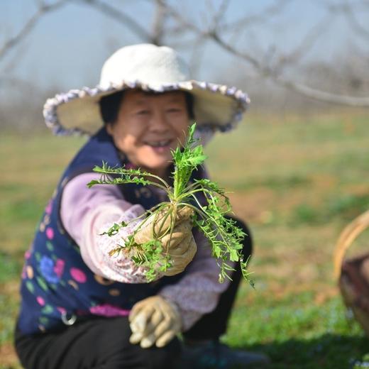 野生越冬荠菜 | 樱桃林下现采现发 |食春芽 2斤装 顺丰快递 商品图3