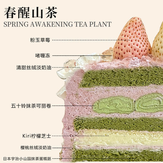 春醒山茶 商品图2