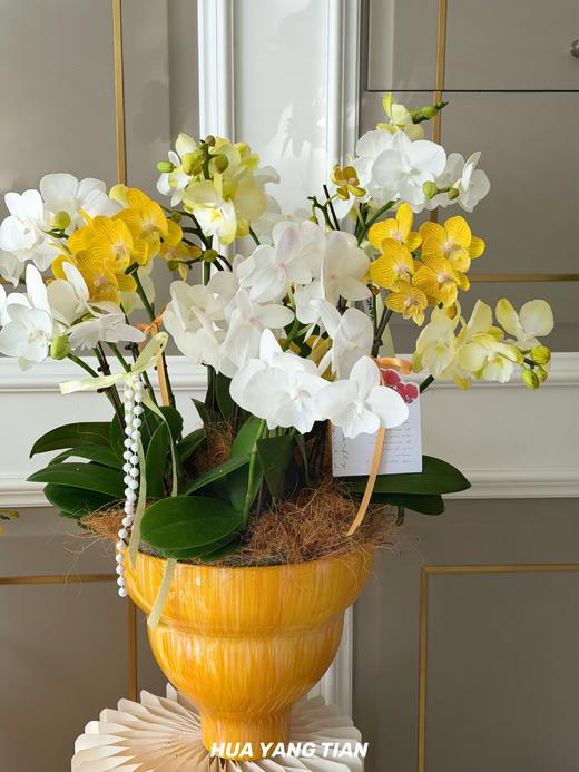 风光霁月 · 蝴蝶兰盆栽 商品图1