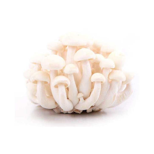白玉菇 商品图0