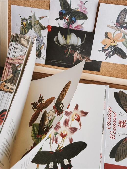 蝶之恋 博物画中的蝴蝶 ［英］爱德华·多诺万 商品图1