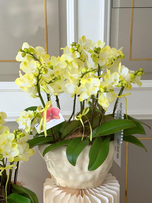 破茧重生 · 蝴蝶兰盆栽 商品图1