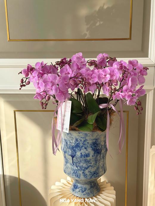 此间春色 · 蝴蝶兰盆栽 商品图1