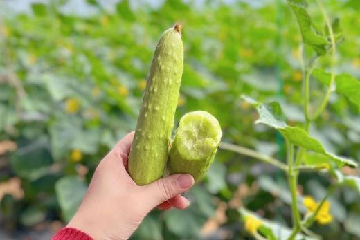 【严选】山东海阳爽口清甜白玉黄瓜/京彩高糖番茄4-4.2斤装 （厂家直发） 商品图3