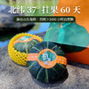 【严选】山东海阳惠和一号·粉糯甜香贝贝南瓜4.5-5斤/箱 （厂家直发） 商品缩略图0