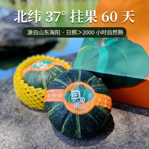 【严选】山东海阳惠和一号·粉糯甜香贝贝南瓜4.5-5斤/箱 （厂家直发） 商品图0