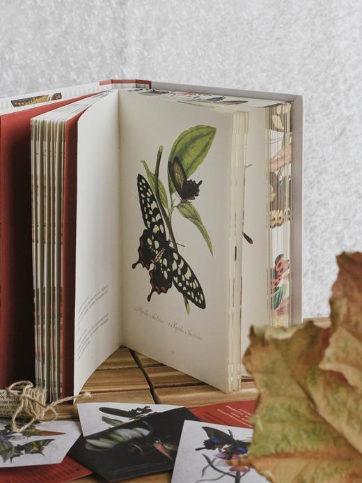 蝶之恋 博物画中的蝴蝶 ［英］爱德华·多诺万 商品图3
