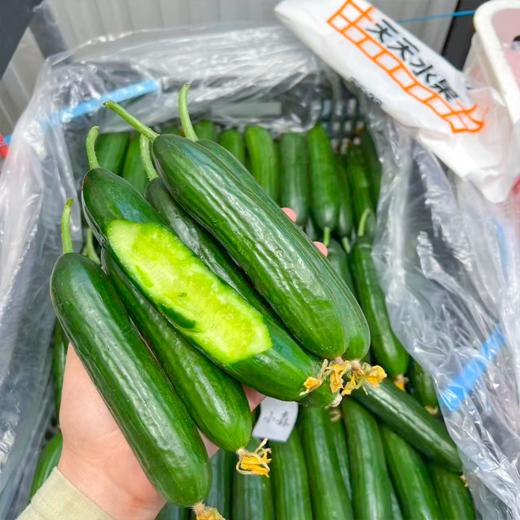 小黄瓜 清香脆甜 嘎嘣脆 商品图0
