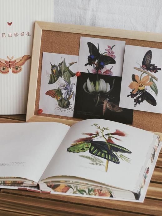蝶之恋 博物画中的蝴蝶 ［英］爱德华·多诺万 商品图6