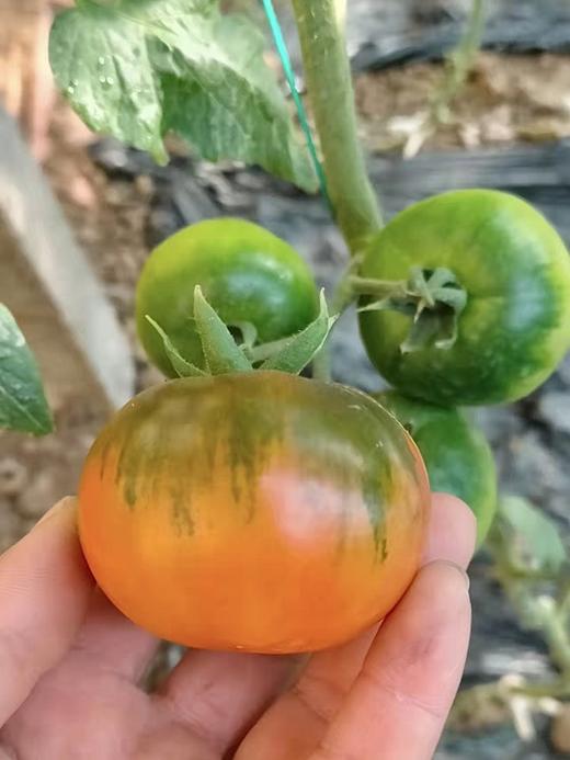 【严选】山东海阳爽口清甜白玉黄瓜/京彩高糖番茄4-4.2斤装 （厂家直发） 商品图5