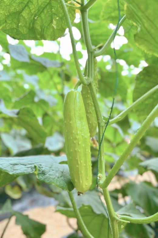 【严选】山东海阳爽口清甜白玉黄瓜/京彩高糖番茄4-4.2斤装 （厂家直发） 商品图2