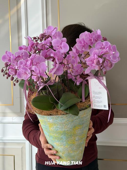 佳期如梦 · 蝴蝶兰盆栽 商品图0