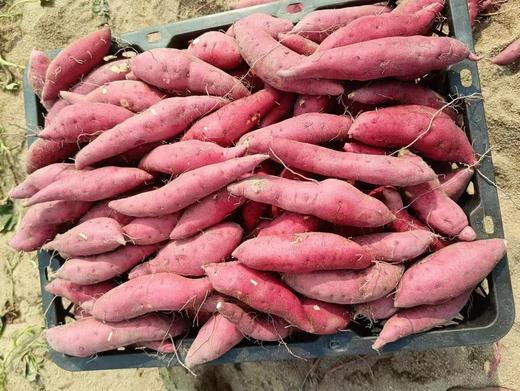 海南沙地小香薯中籽3斤 商品图1