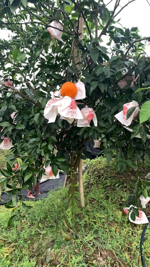 【严选】四川原产地直发果肉脆甜多汁明日见柑橘 6斤/8斤装  （厂家直发） 商品图1